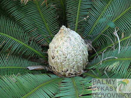 CYCAS DIOON EDULE