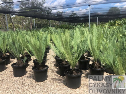 CYCAS DIOON EDULE
