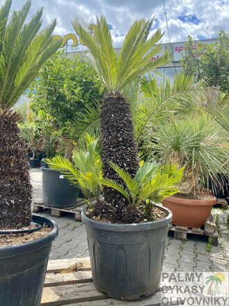 Cycas Revoluta 