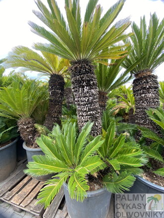 Cycas Revoluta 