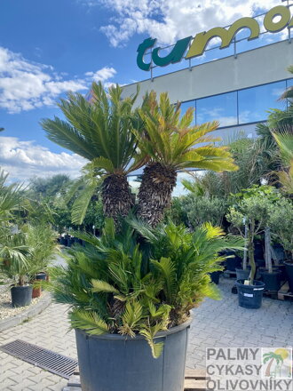 Cycas Revoluta 