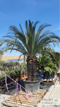 MACROZAMIA MOOREI - autentické foto