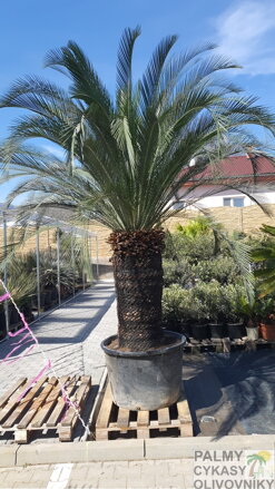 Macrozamia moorei výška 300-350cm