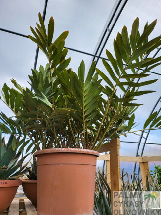 Zamia Furfuracea 35Lt.