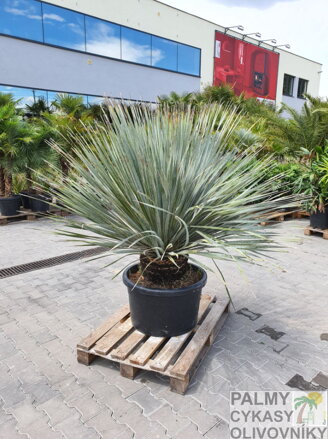 Dasylirion Serratifolium výška 170-180cm 100L kmeň 40cm 