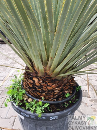 DASYLIRION WHEELERI 160 - 170 cm
