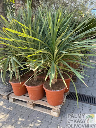 Dracena - Indivisa