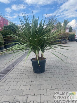 Dracena - Cordyline Indivisa Verde 