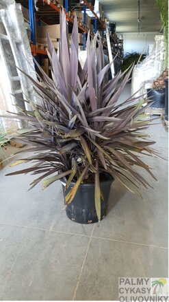 Dracena - Cordyline Indivisa Atropurpurea 120-140cm