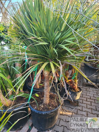 Dracena - Cordyline Indivisa Verde 160-180cm