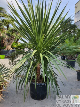 Dracena - Cordyline Indivisa Verde 120-180cm