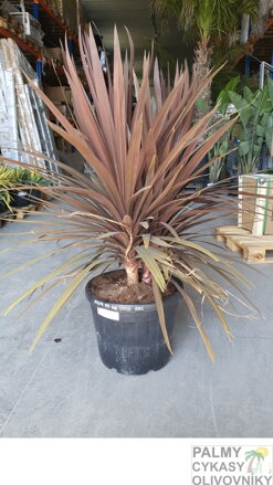 Dracena - Cordyline Indivisa Red Star 130-140cm