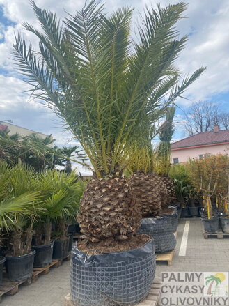Phoenix Canariensis