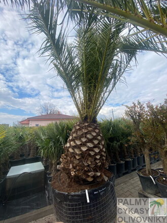 Phoenix Canariensis