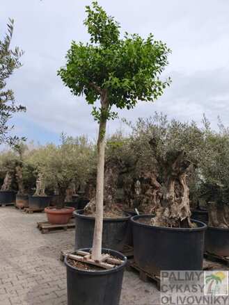 Ficus Nitida Benjamin 250cm