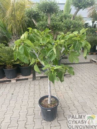 Ficus carica figovník 10/15
