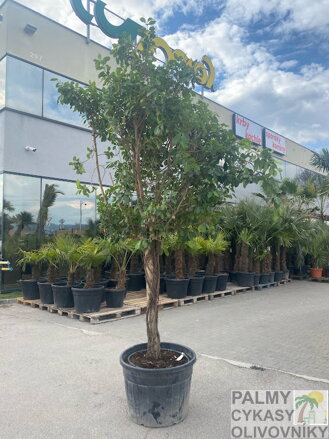 Ficus Nitida Benjamin 
