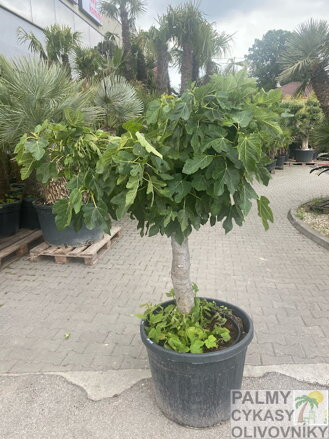 Ficus carica figovník 35/40