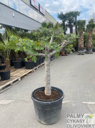 Ficus carica figovník