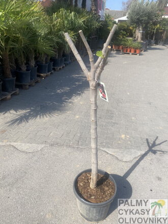 Ficus Carica Napolitaine Negra 150-170cm, Kmeň 14-16cm