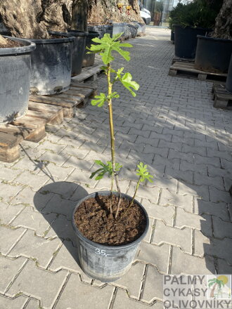 Ficus carica figovník 