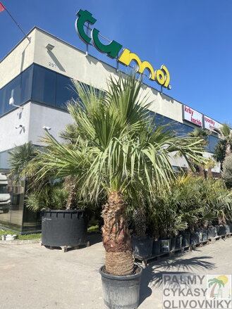 Washingtonia Filifera  100cm