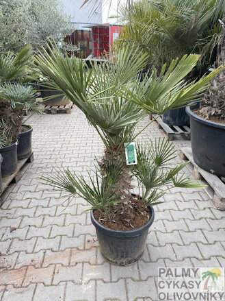 Chamaerops Humilis 45 L