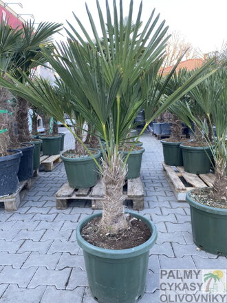 Trachycarpus wagnerianus kmeň 20 - 30 cm výška celkom 100 - 125 cm
