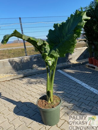 Alocasia Portodora 125-150cm