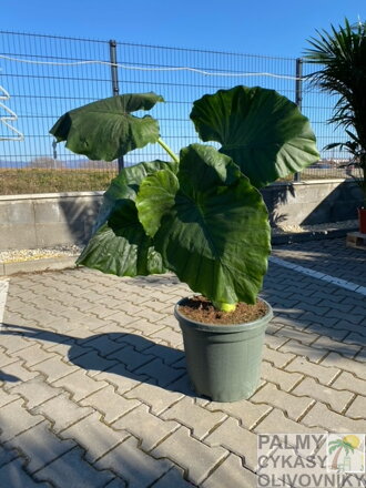 Alocasia Macrorrhiza výška 100-125cm