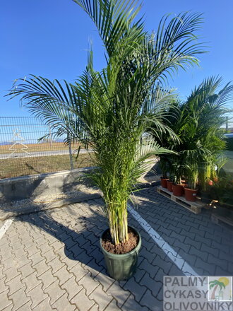 Areca - Dypsis Lutescens výška 200-250cm 45l