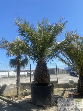 Jubaea Chilensis