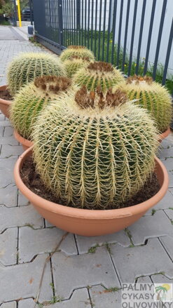 Echinocactus Grusonii priemer 40-50cm