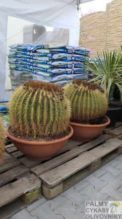 Echinocactus Grusonii priemer 60-70cm