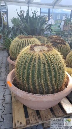 Echinocactus Grusonii priemer 90cm