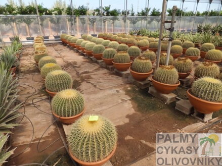 ECHINOCACTUS GRUSONII