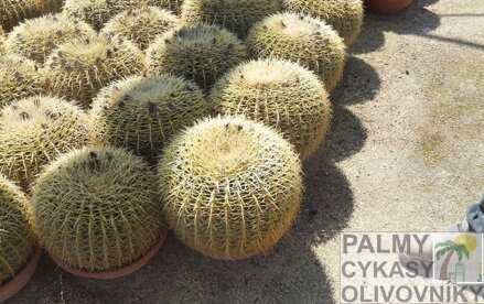 ECHINOCACTUS GRUSONII