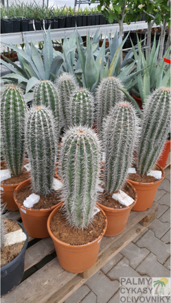 Pachycereus pringlei výška 50-60cm 