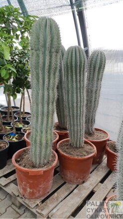 Pachycereus pringlei výška 100-120cm 