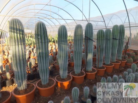 Pachycereus pringlei výška 80-90cm