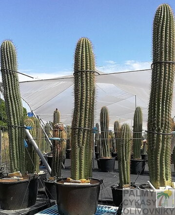 PACHYCEREUS PRINGLEI