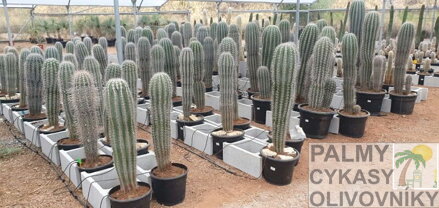 PACHYCEREUS PRINGLEI