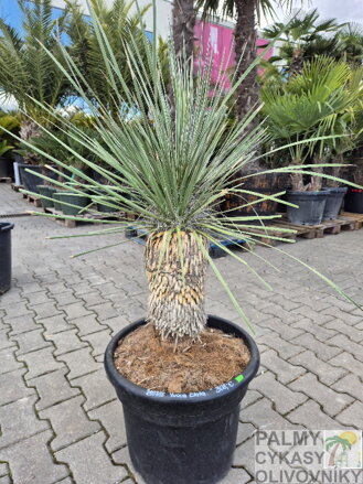 Yucca Elata 80-100cm 