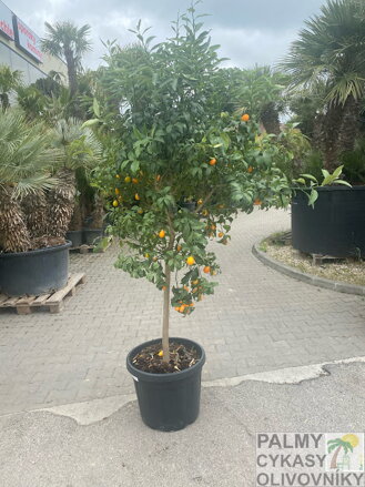 Citrus - kumkvát 45L