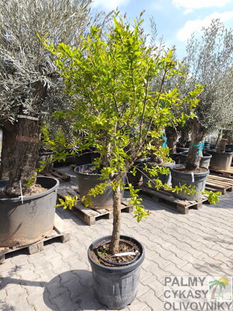 Punica granatum granátové jablko 200/210cm  35/45L