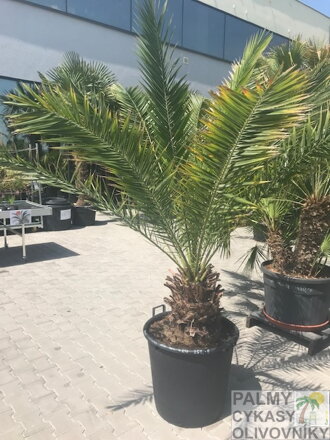 Veľký kontajner s palmou Phoenix canariensis Veľký kontajner s palmou Phoenix canariensis