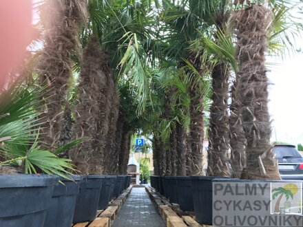 Veľké kontajnery a palmy Trachycarpus fortunei