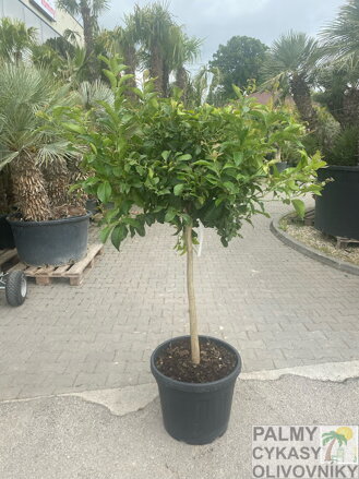 Citrus limon - citrónovník 45L