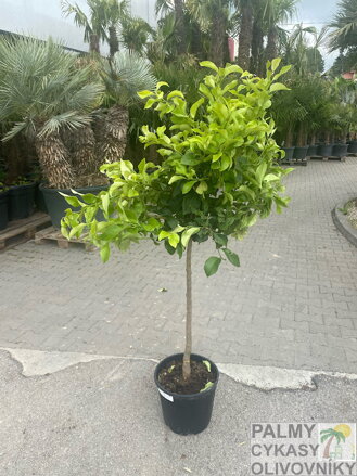 Citrus limon - citrónovník 15L
