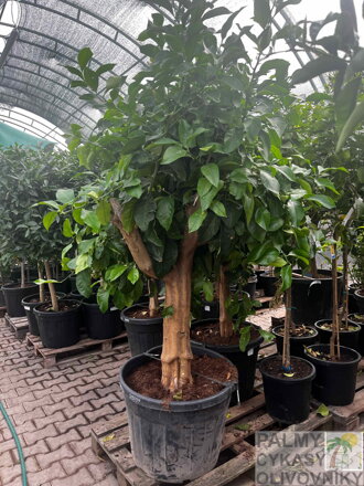 Citrus limon - citrónovník výška 200 - 220 cm 